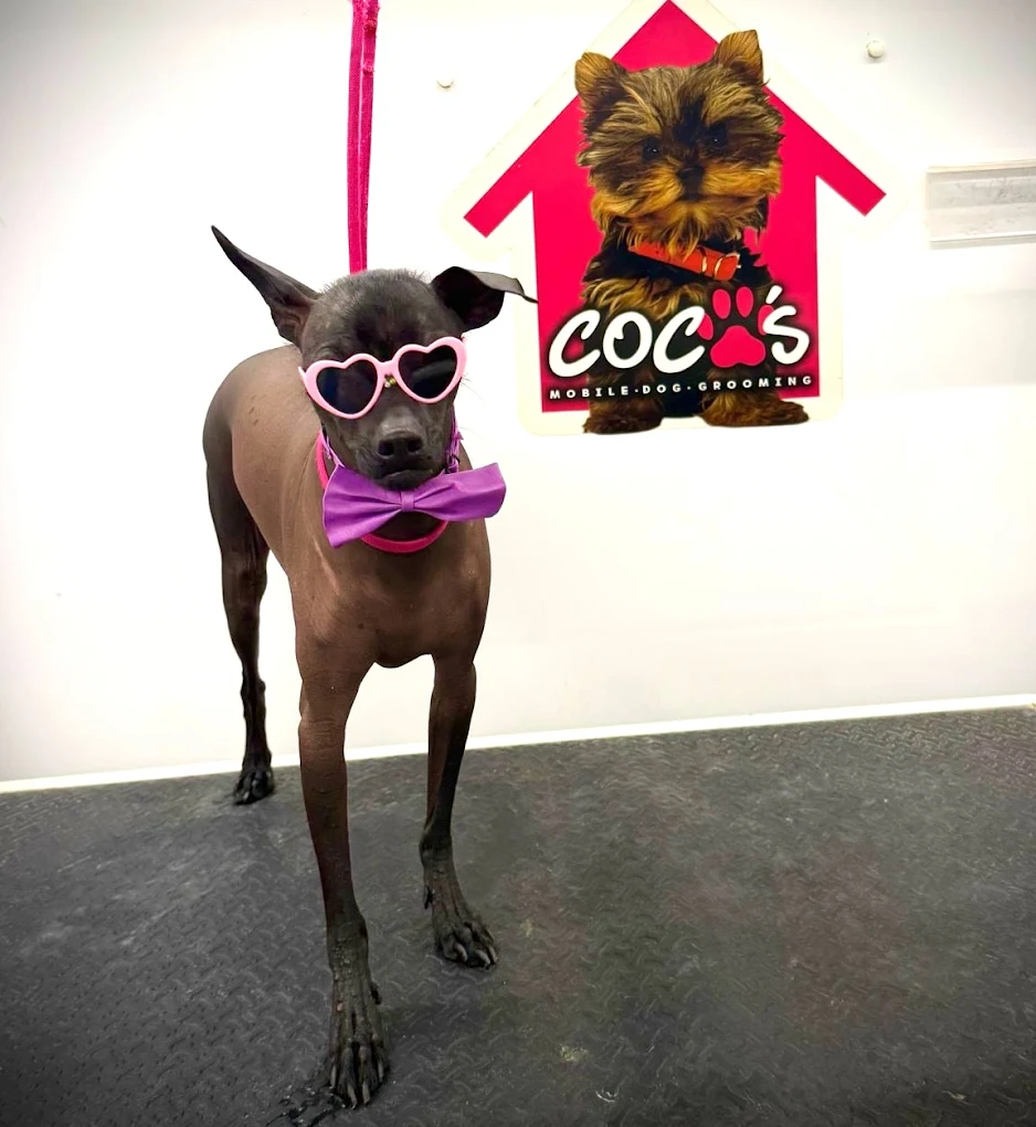 Groomed pet 18