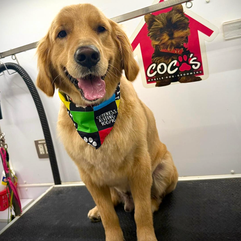 Coco's mobile dog grooming result 27
