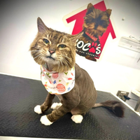 Happy pet groomed by Coco's