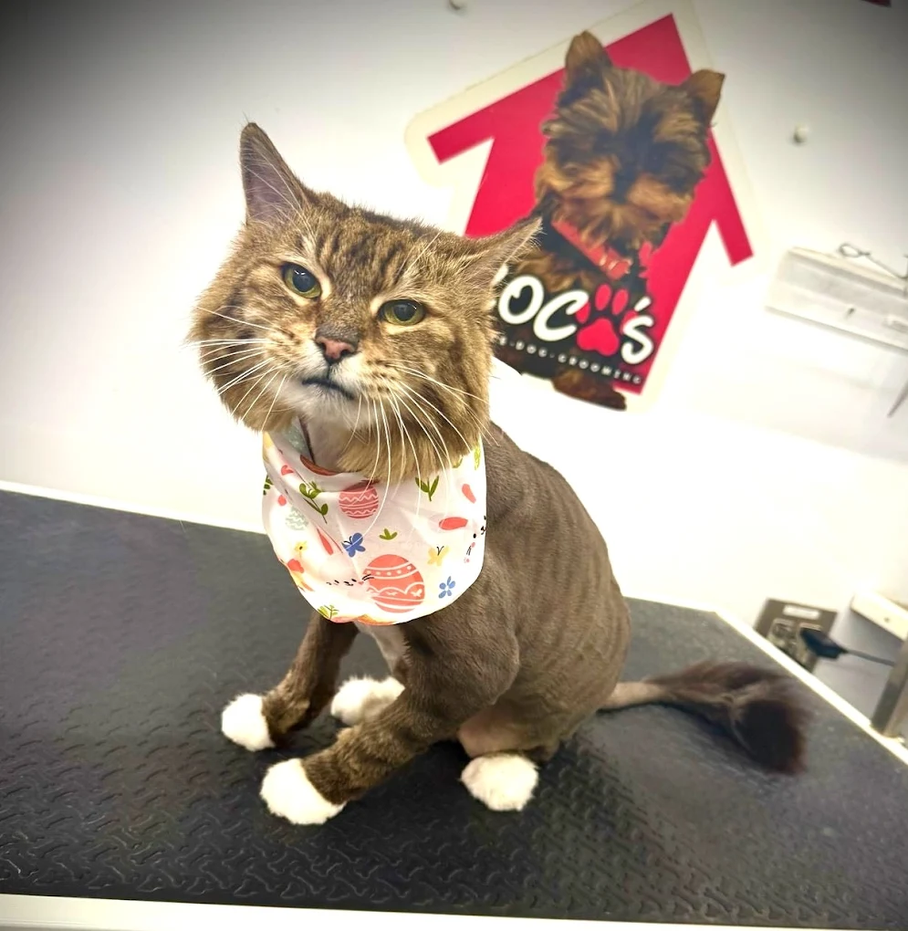 Groomed pet 19