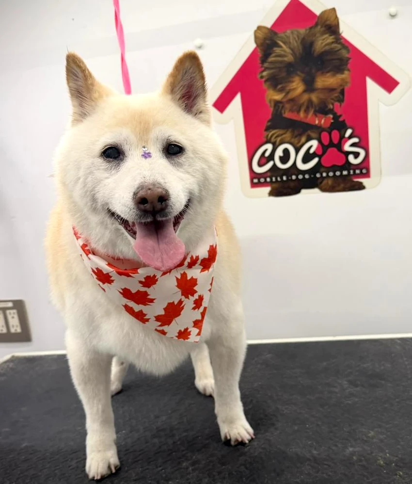 Coco's mobile dog grooming result 50