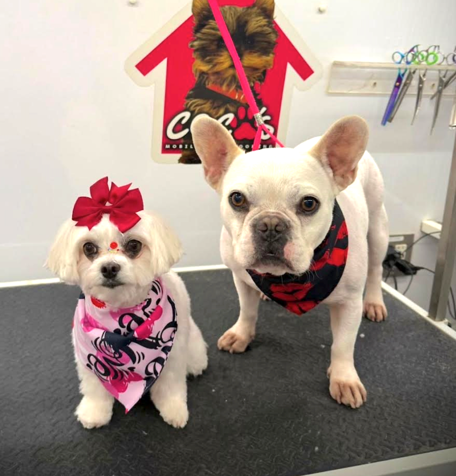 Groomed pet 36