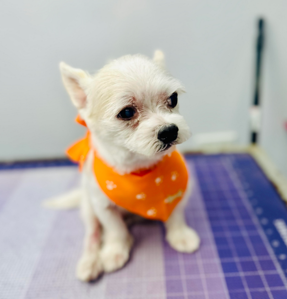 Groomed pet 17