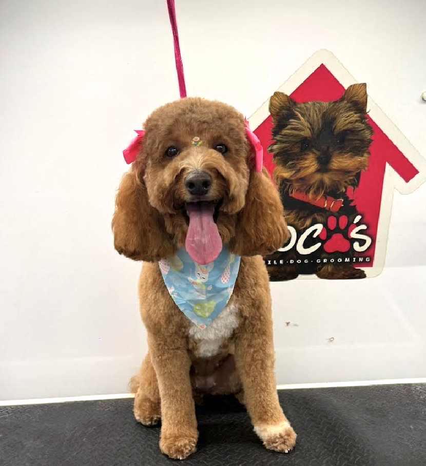 Groomed pet 13