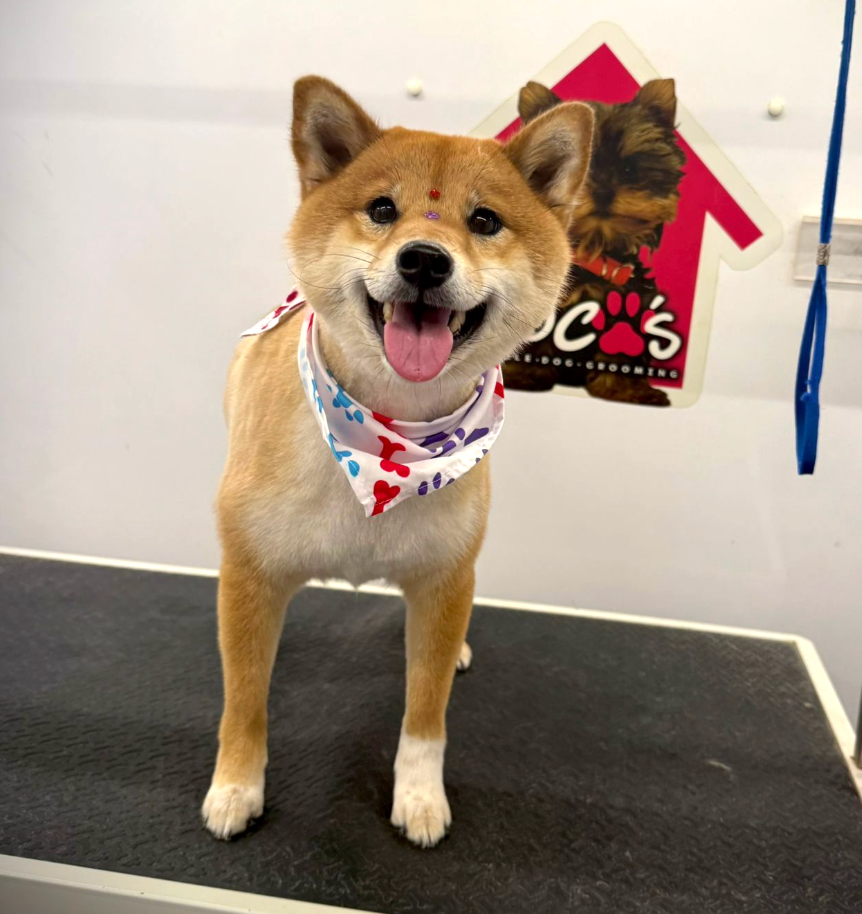 Groomed pet 21