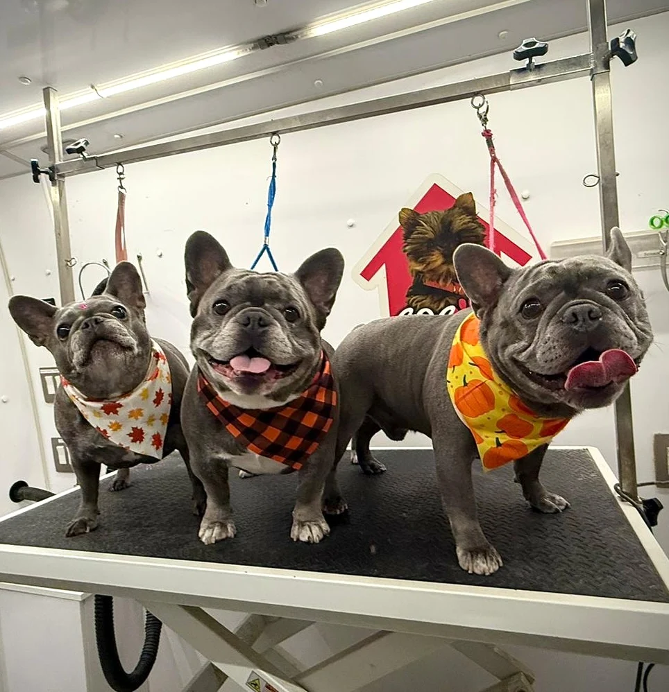 Groomed pet 63