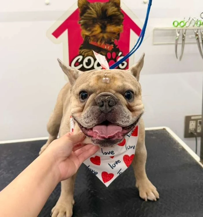Groomed pet 55