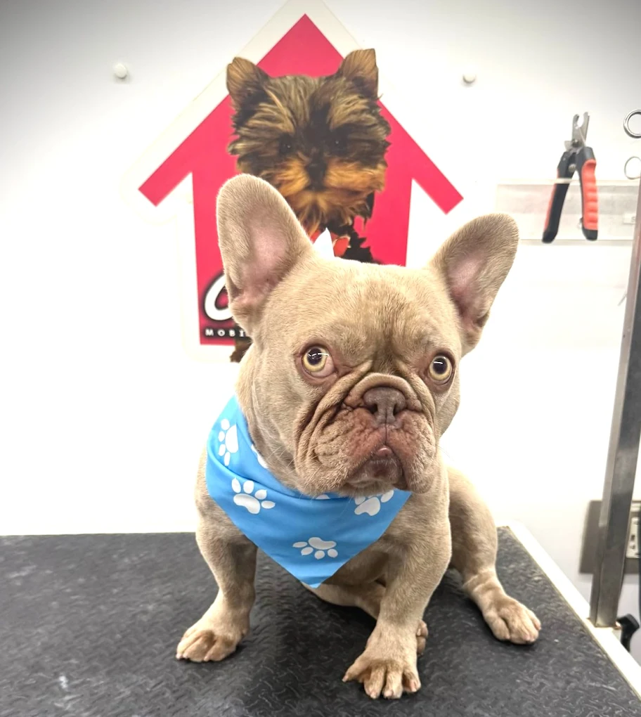 Coco's mobile dog grooming result 40