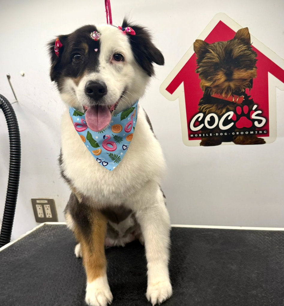Coco's mobile dog grooming result 28