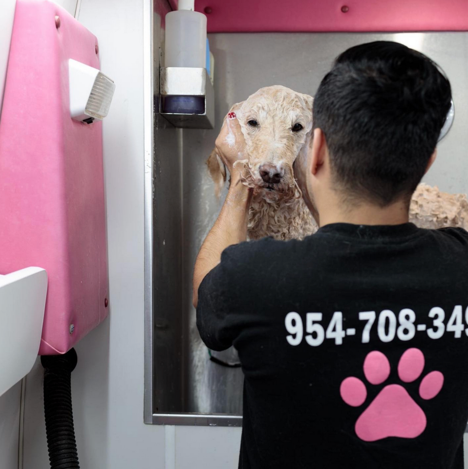 Groomed pet 2