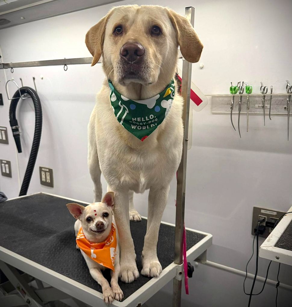 Groomed pet 23
