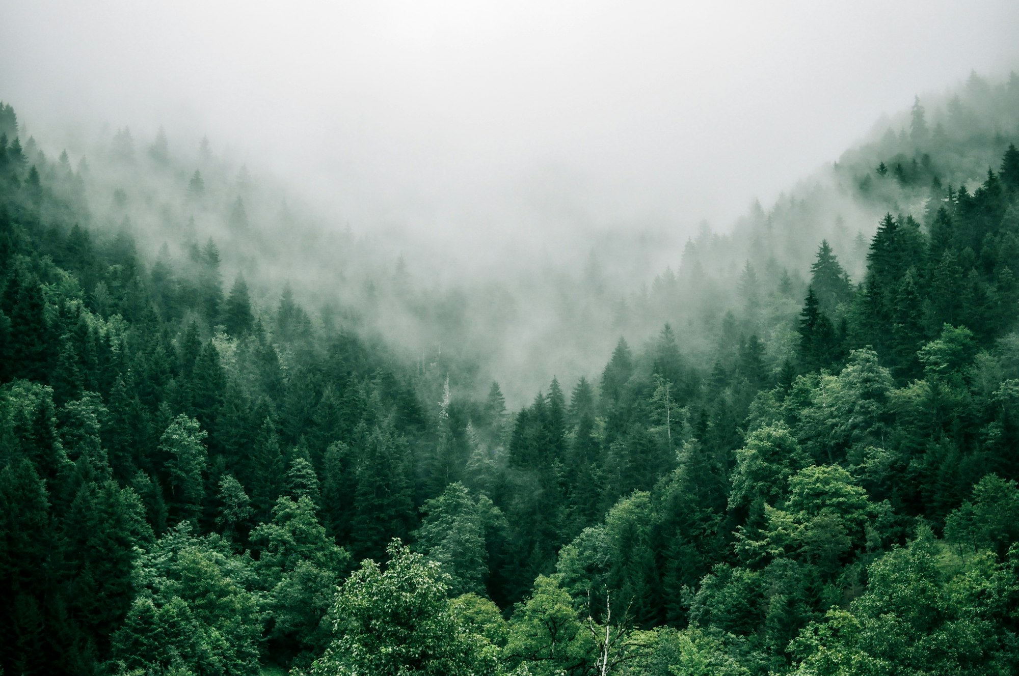 Lush evergreen forest shrouded in mist, embodying nature-based therapy and deep nature connection.