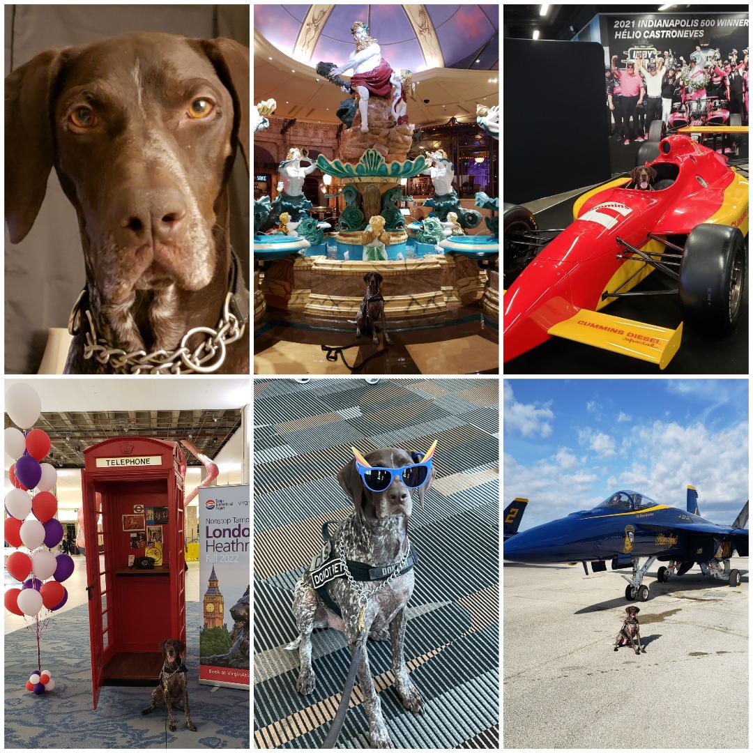 T and T Pet Services client dog 13