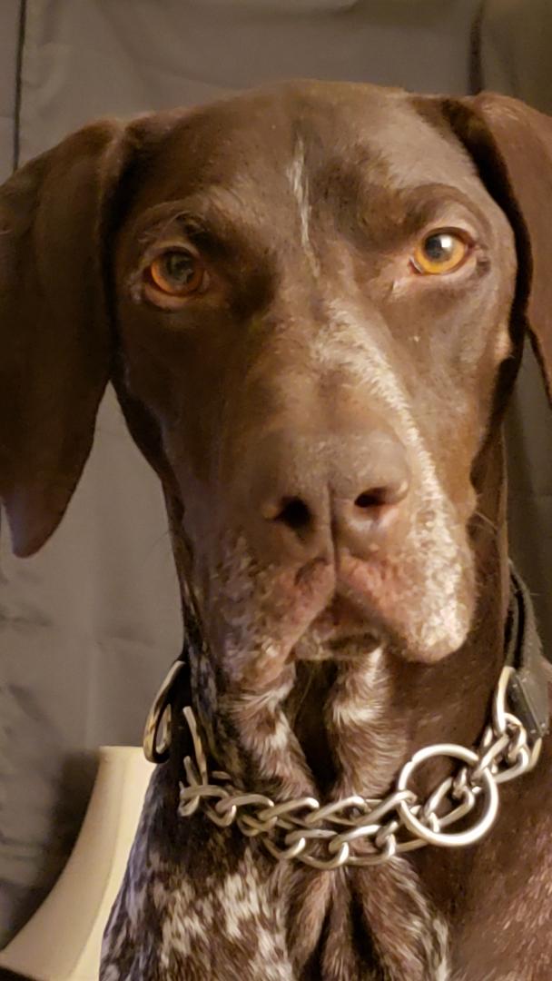 T and T Pet Services client dog 11