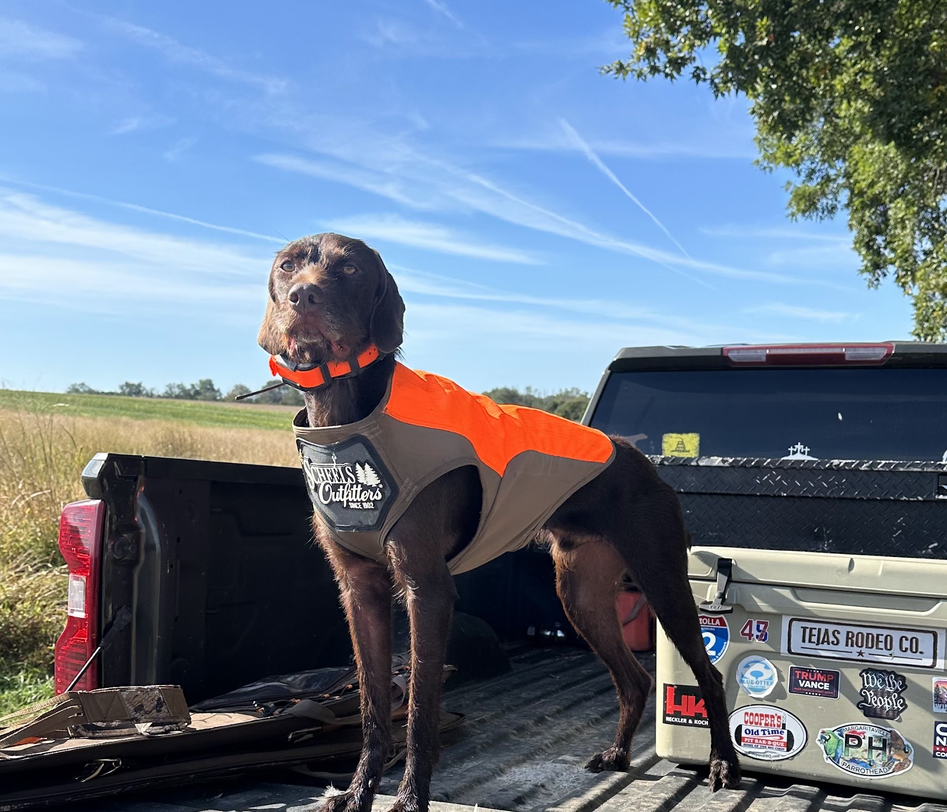 Cody the bird dog — inspiration behind Top Dog Coatings