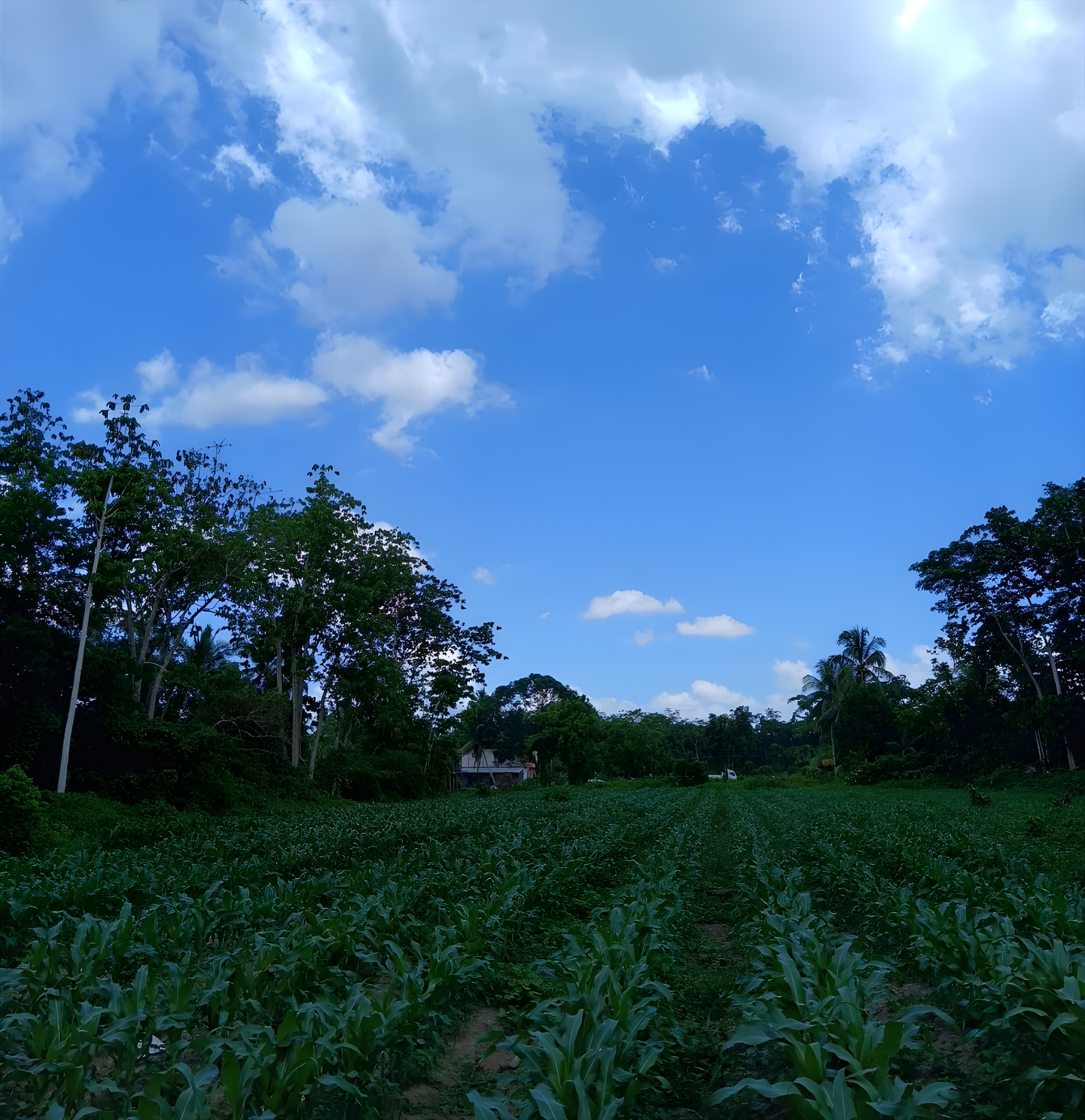 Sunny Valley Farm in Bog Walk, Jamaica