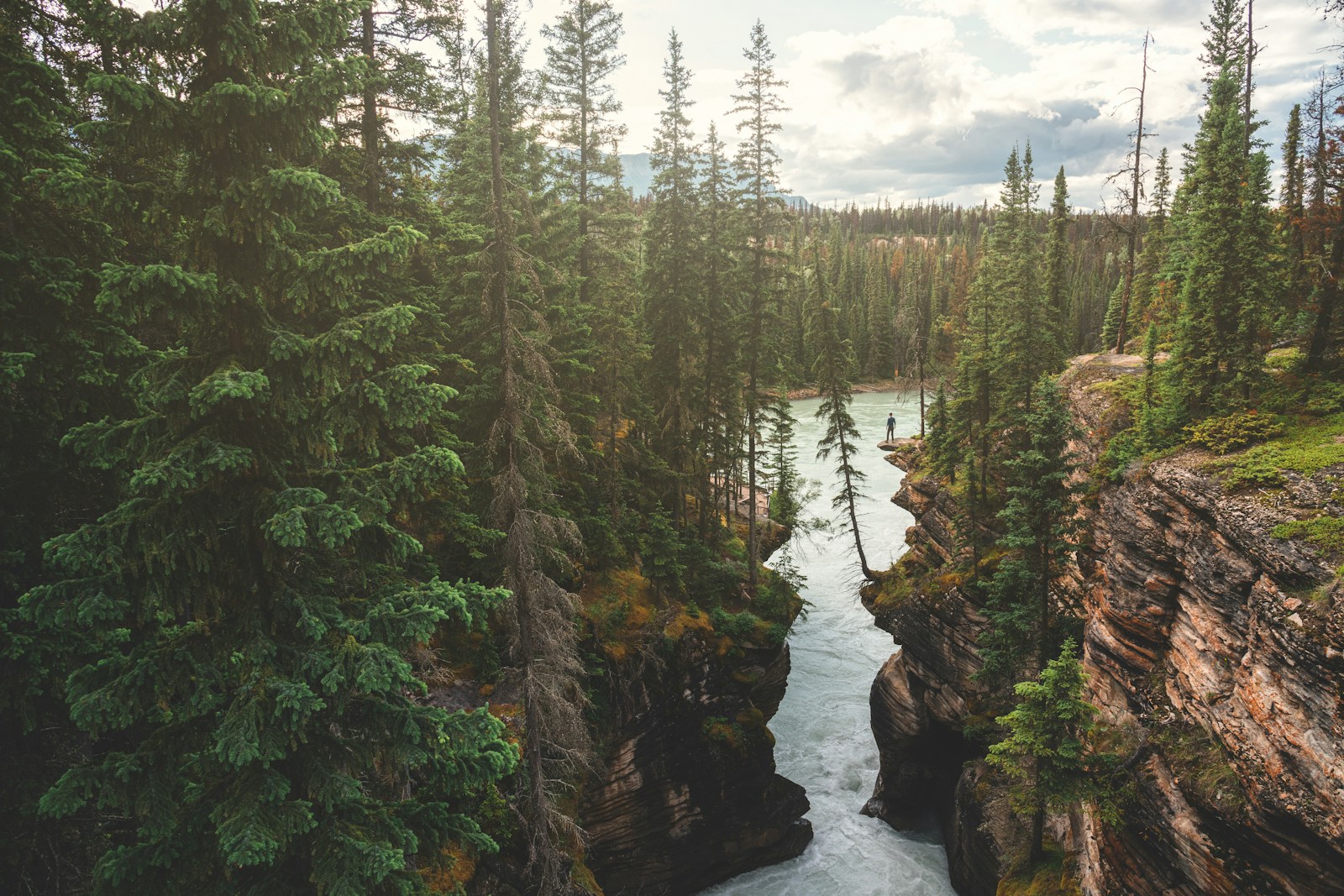 River flowing through a lush forest