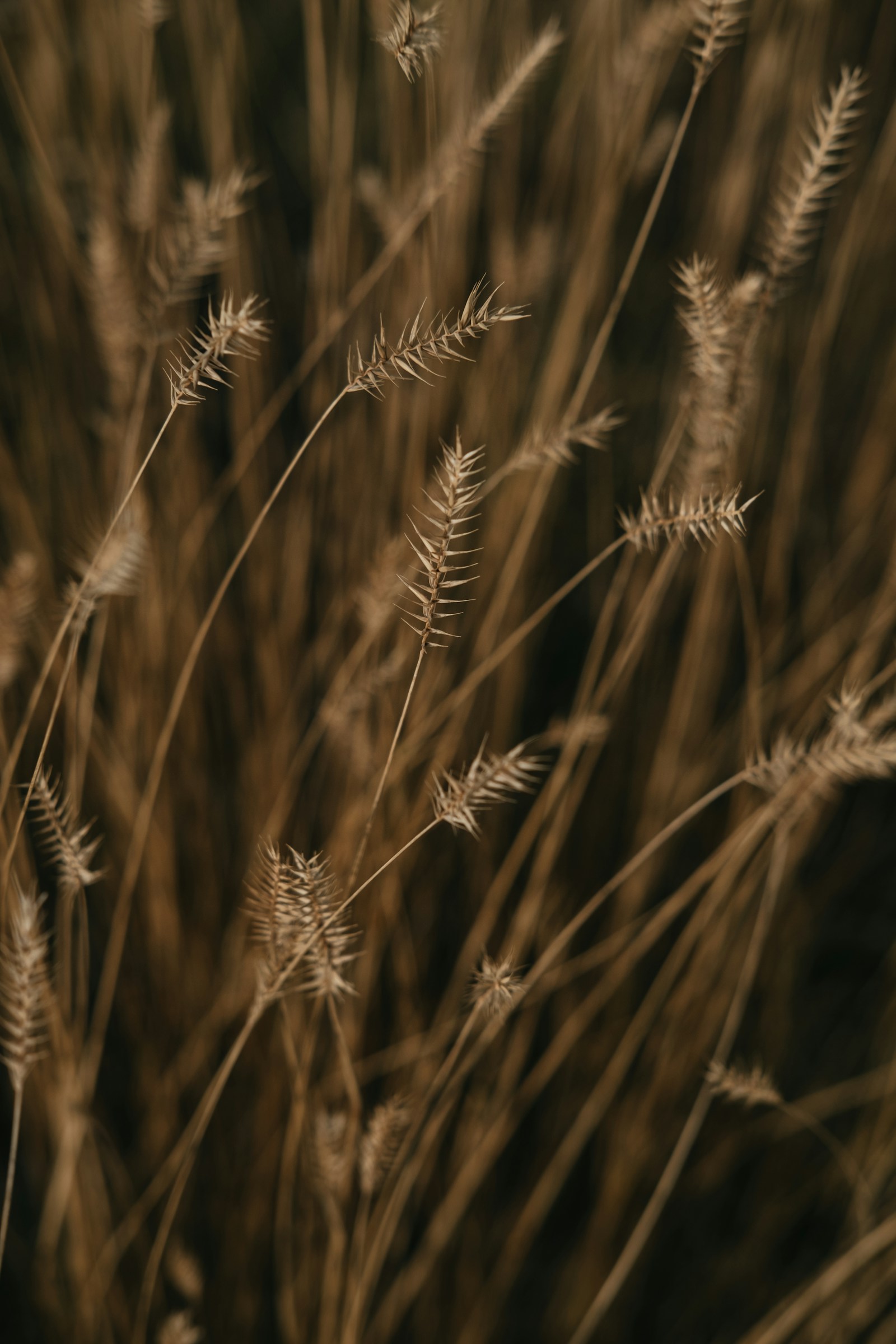 Golden wheat field under daylight