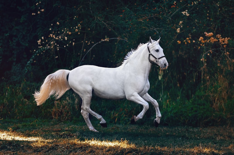 Equestrian Performance