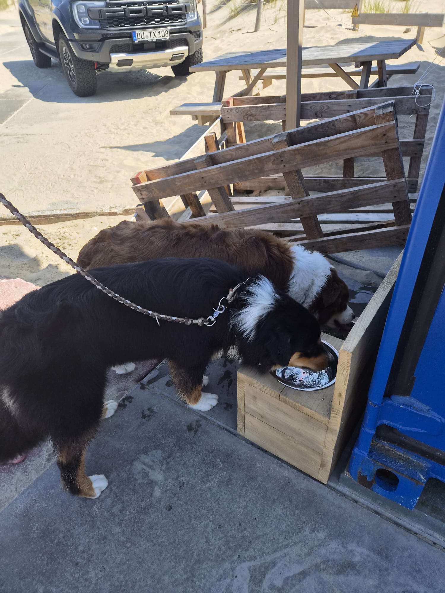 Honden drinken uit een verse waterbak bij De Strandkeet