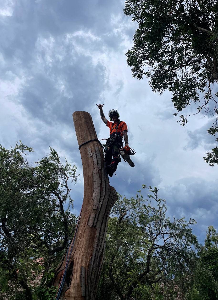 Stump Removal in Palm Beach