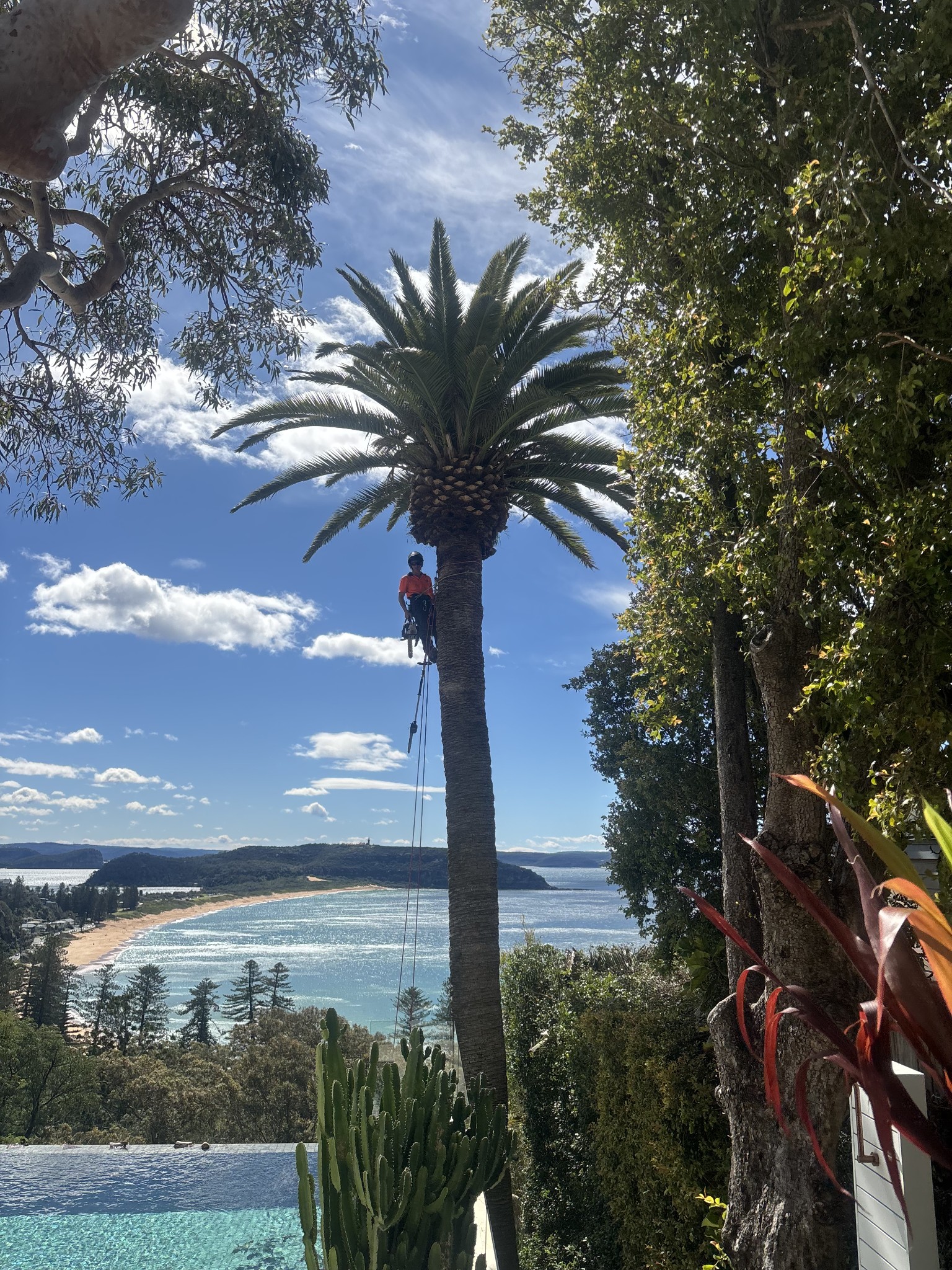 Palm Cleaning and Uplifting in Palm Beach
