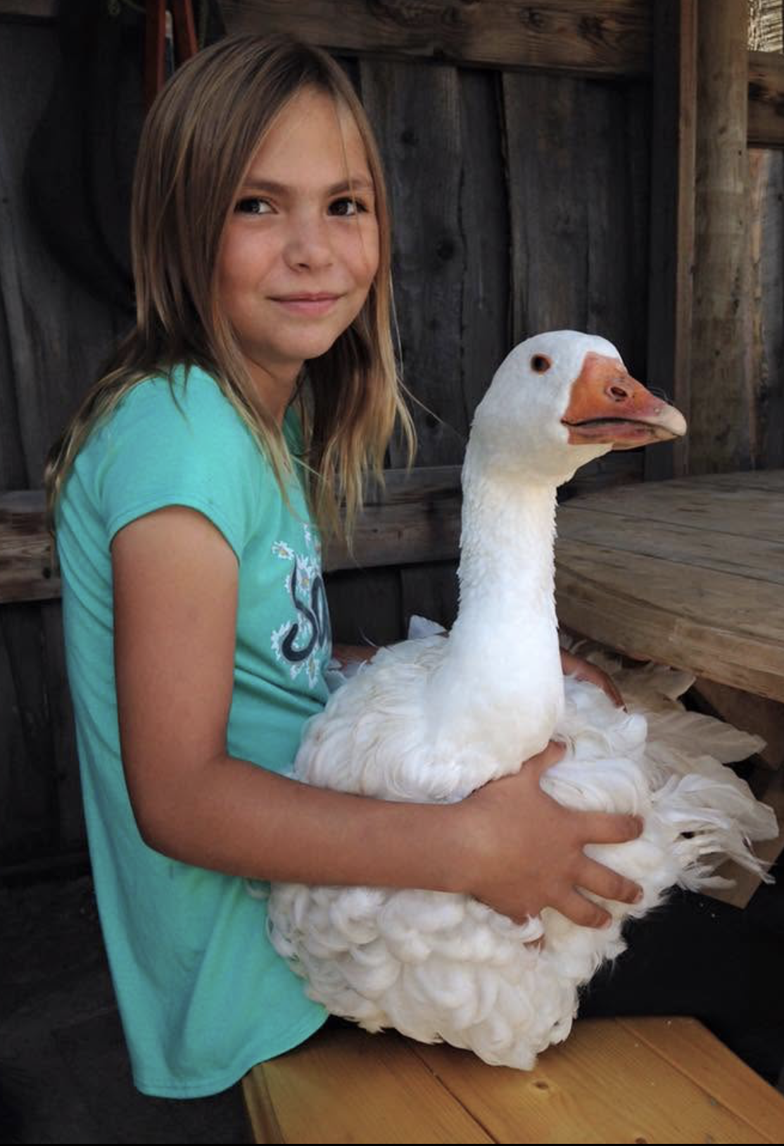 Farm animals