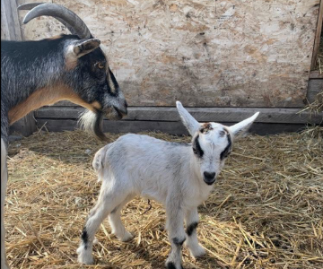Farm animal