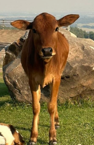Farm animal