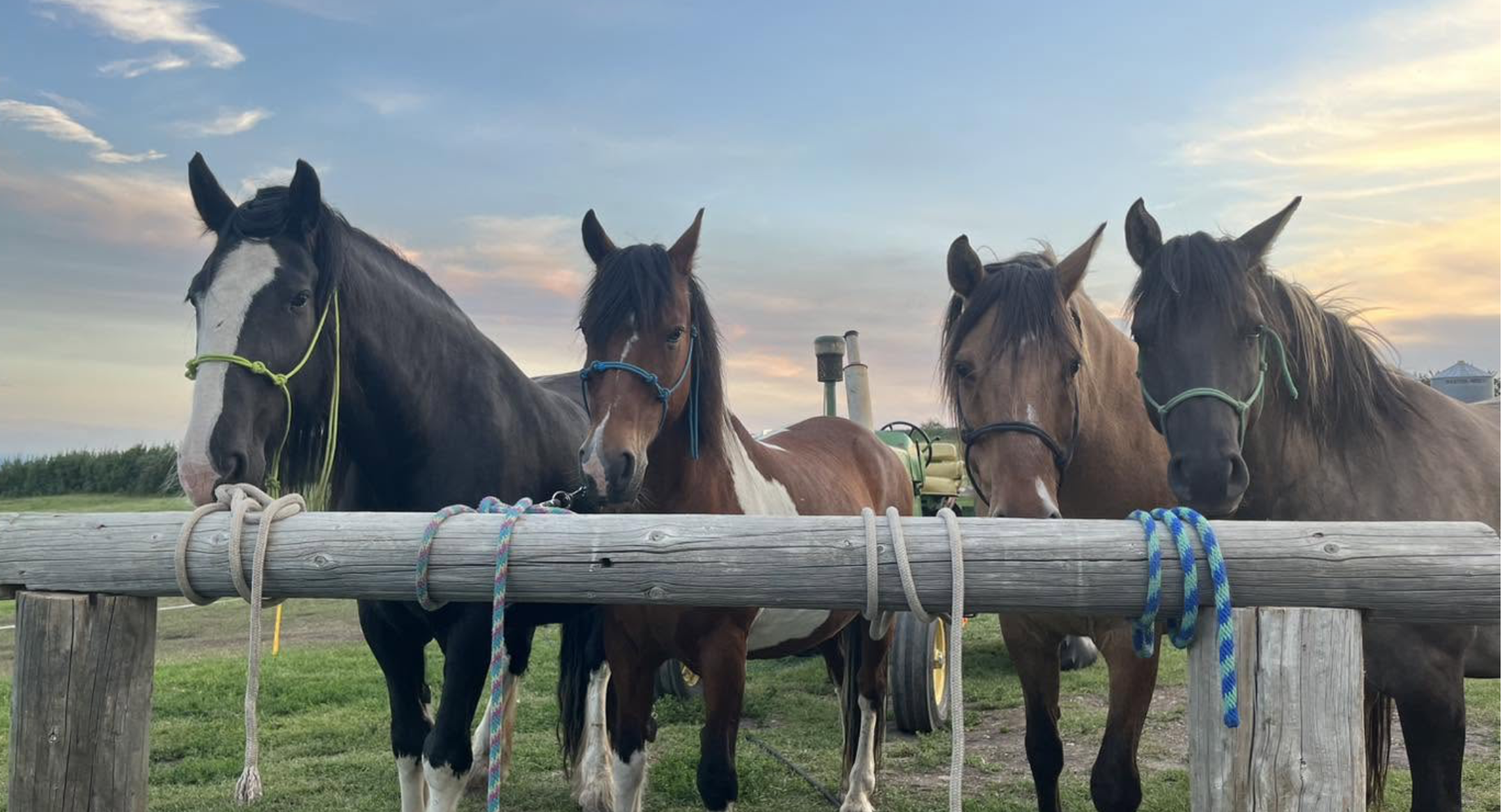 Horses