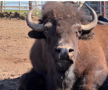 Bison