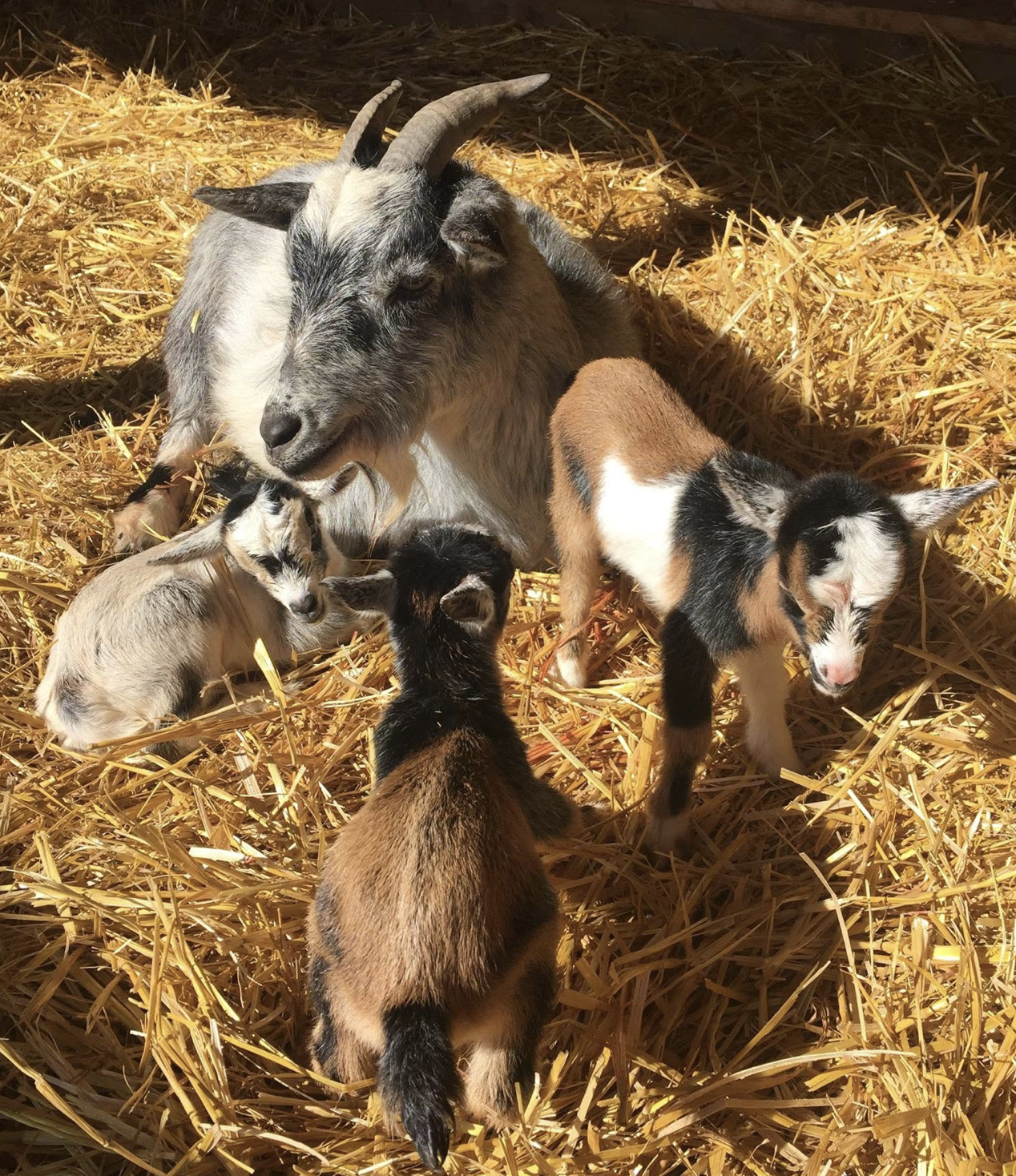 Farm animals