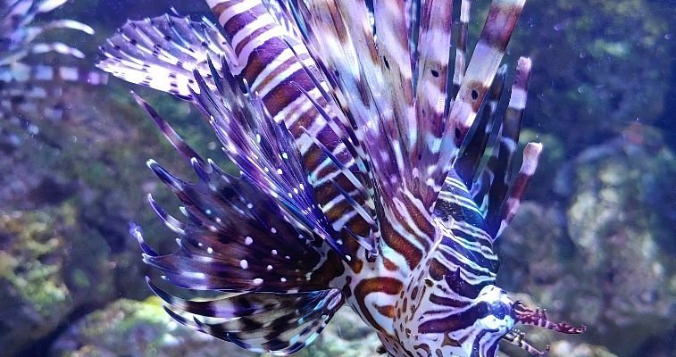 East Idaho Aquarium fish tank