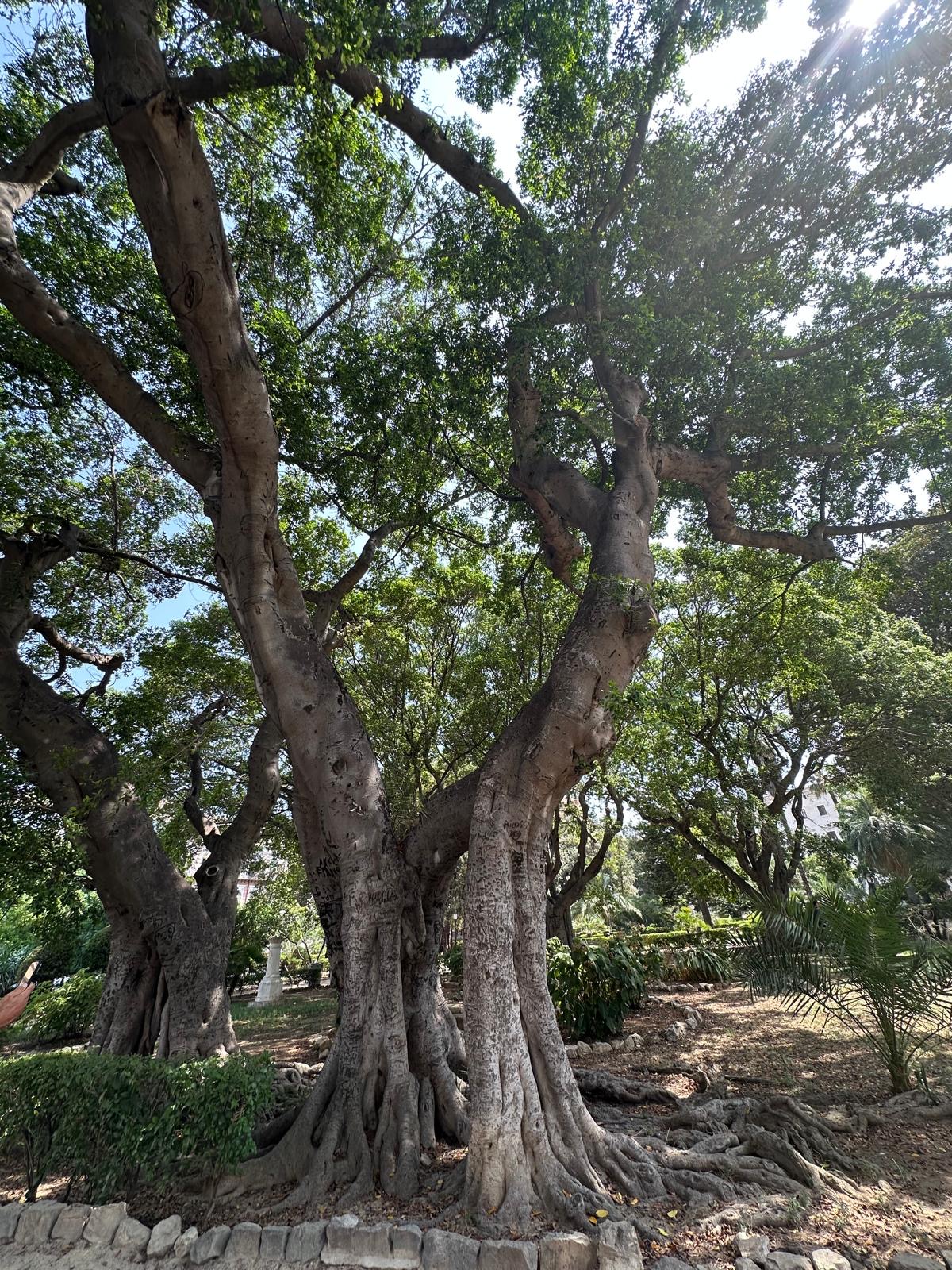 Ancient Banyan Trees Garden