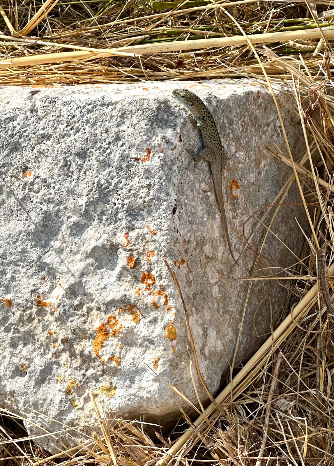 Mediterranean Lizard on Stone