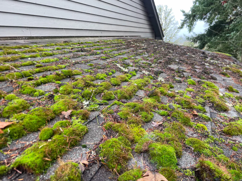 Moss growth on an asphalt shingle roof in the Pacific Northwest