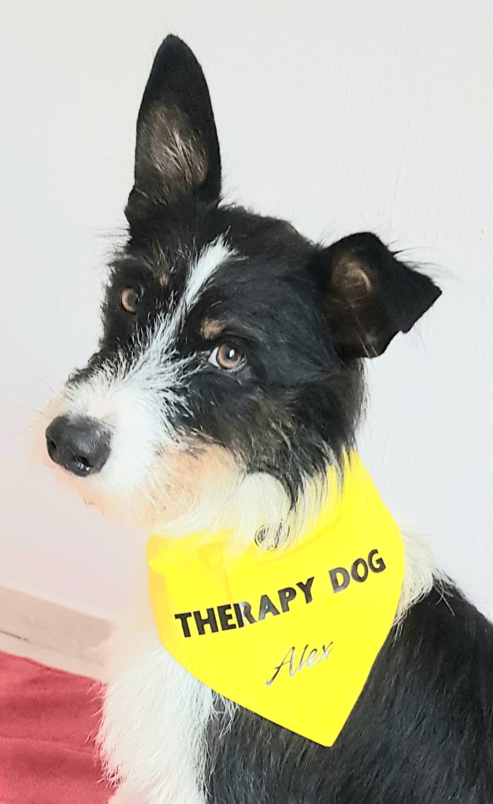 Alex the therapy dog wearing an official yellow Therapy Dog bandana