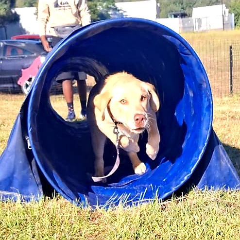 Young dog having fun navigating an agility tunnel during puppy training at Vitozol Dog Park