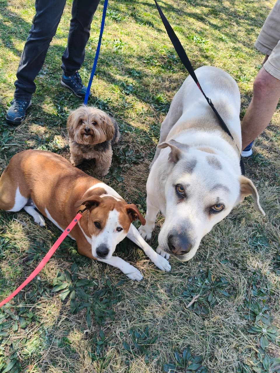 Dogs on leashes resting calmly with their handlers during an obedience training session