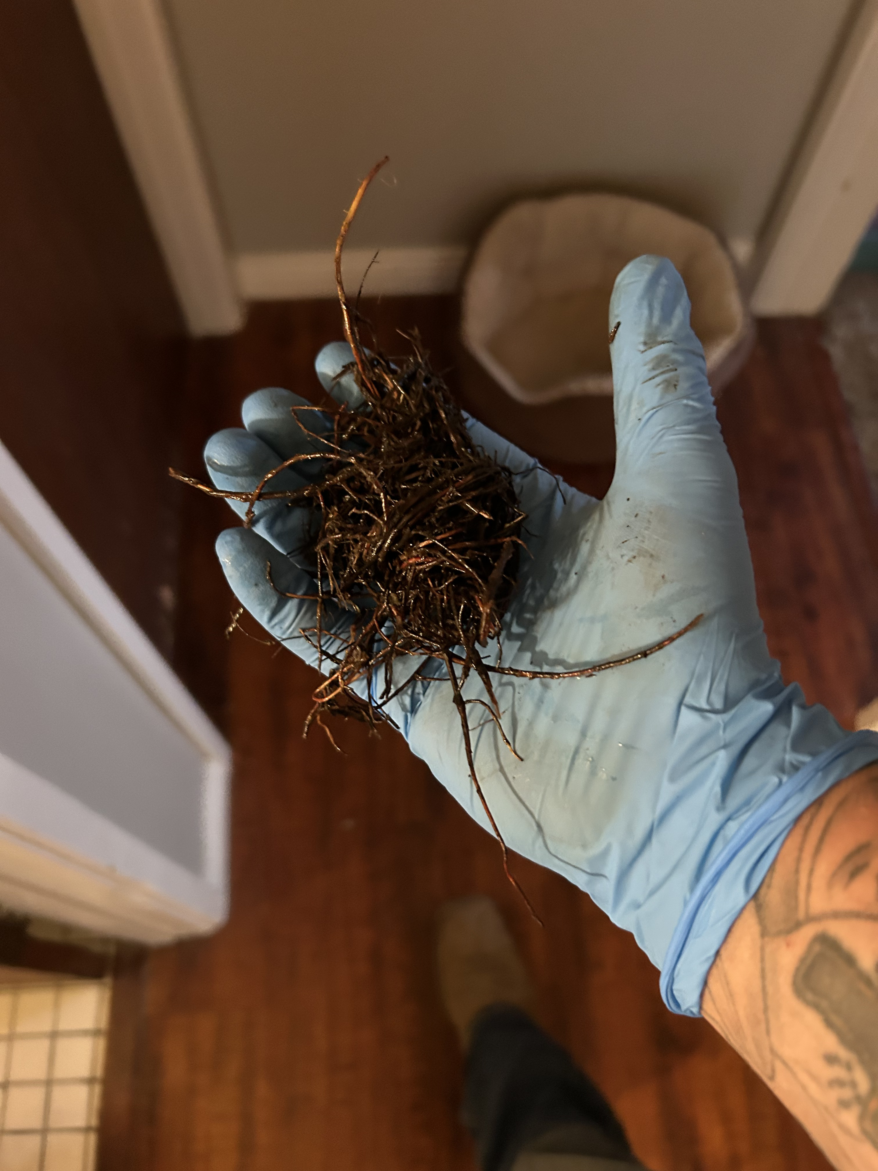 Root Removal & Drain Cleaning