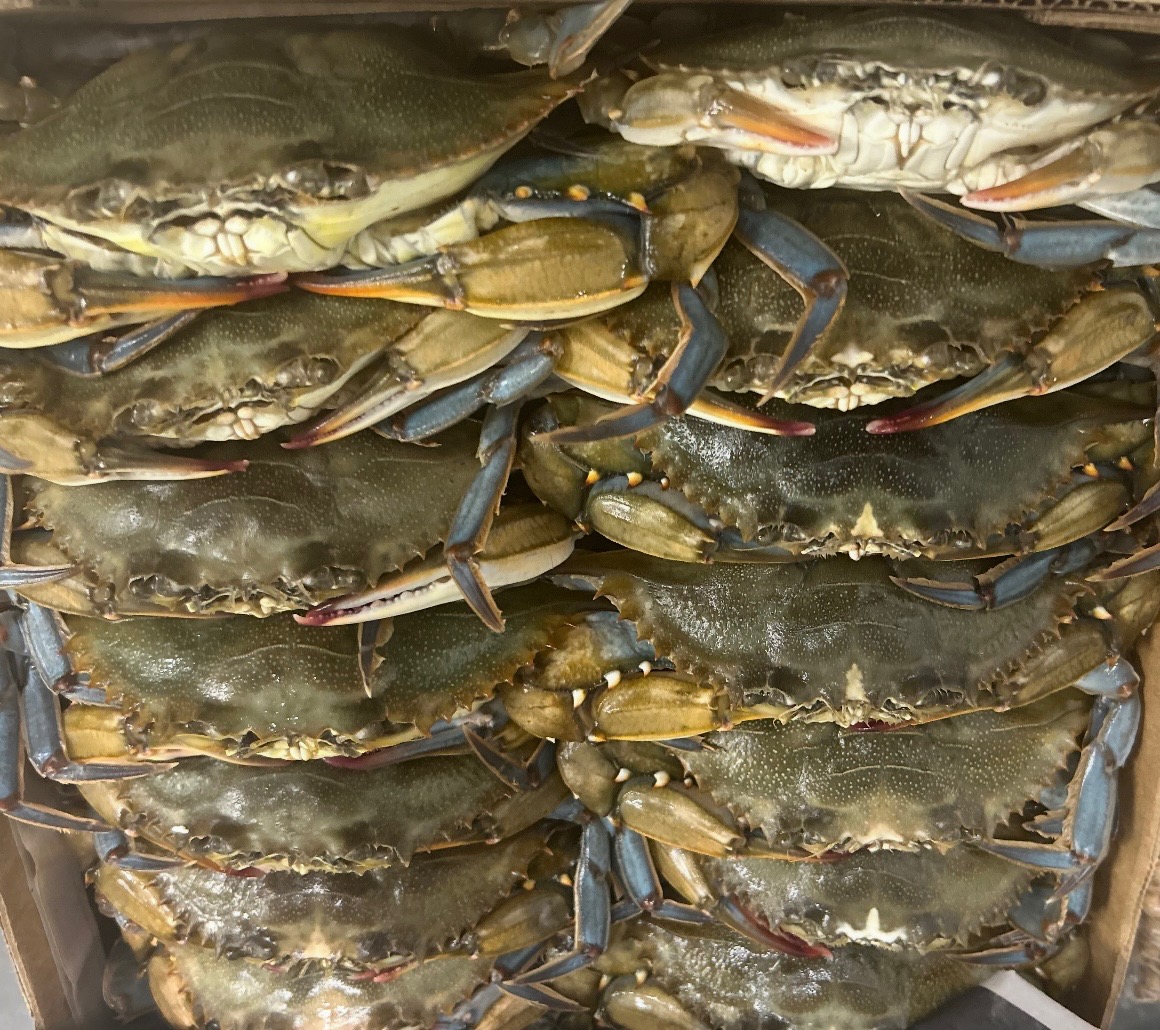 Fresh Maryland Blue Crabs