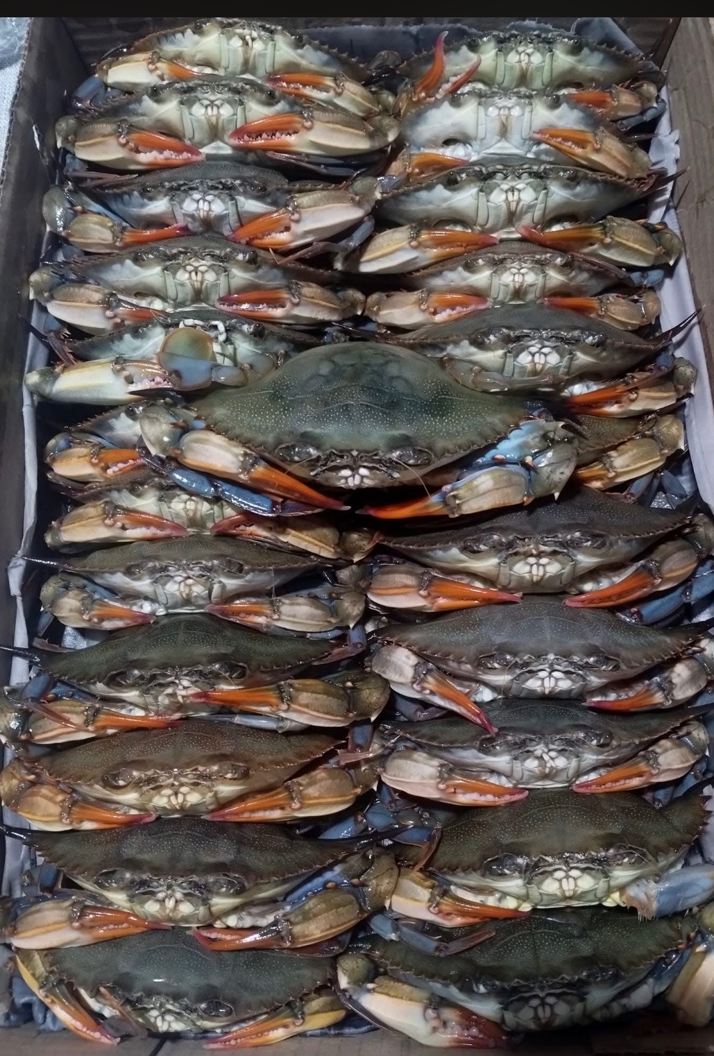 Fresh Box of Local Soft Crabs