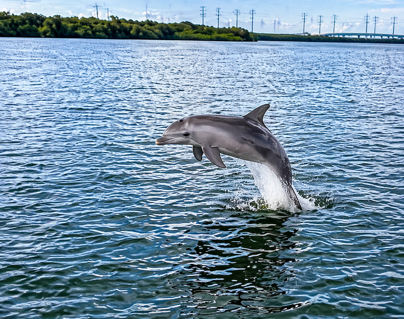 Dolphin in Cocoa Beach