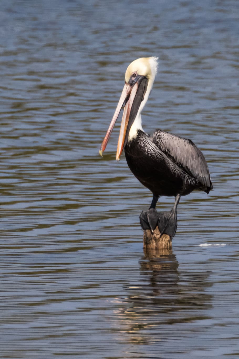Wildlife Sighting