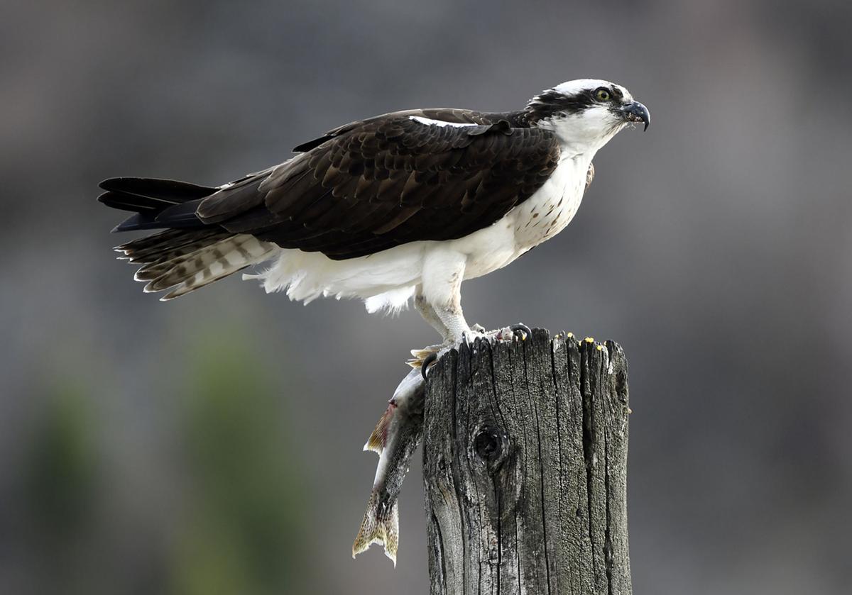 Osprey