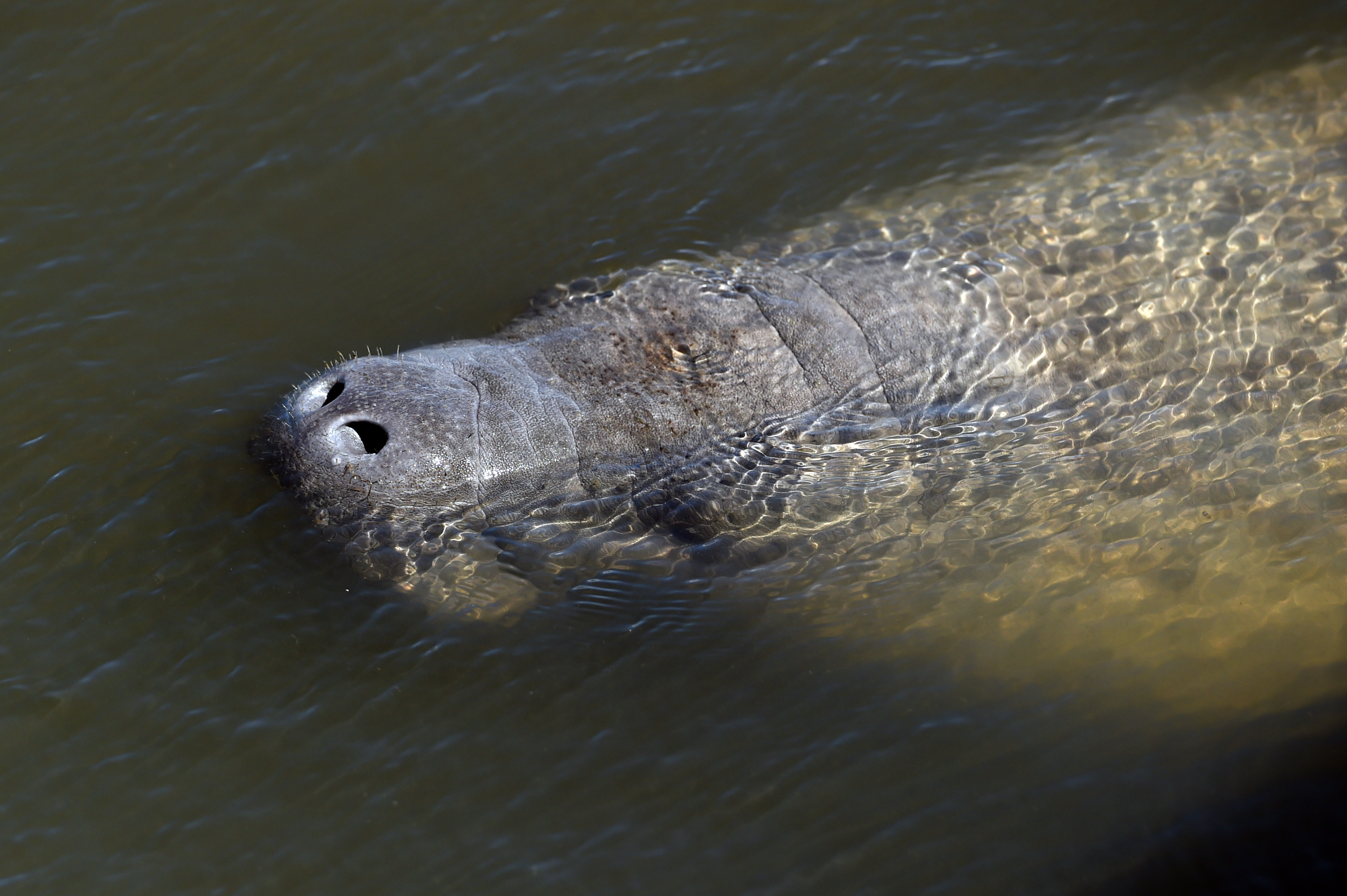 Manatees