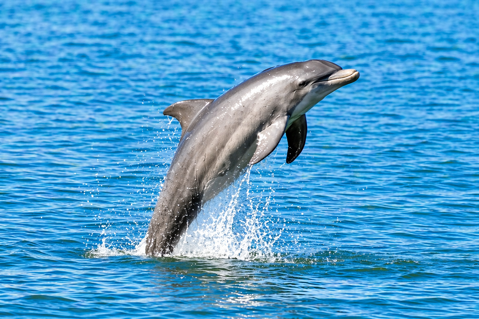 Marine Life