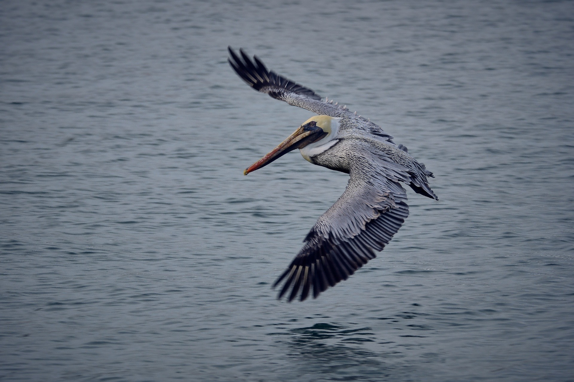 Brown Pelican Cocoa Beach