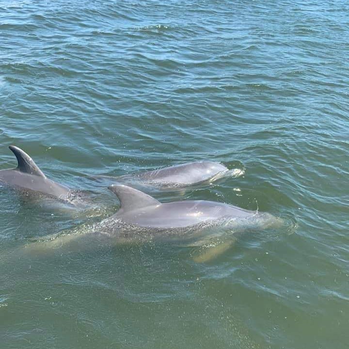 Dolphins