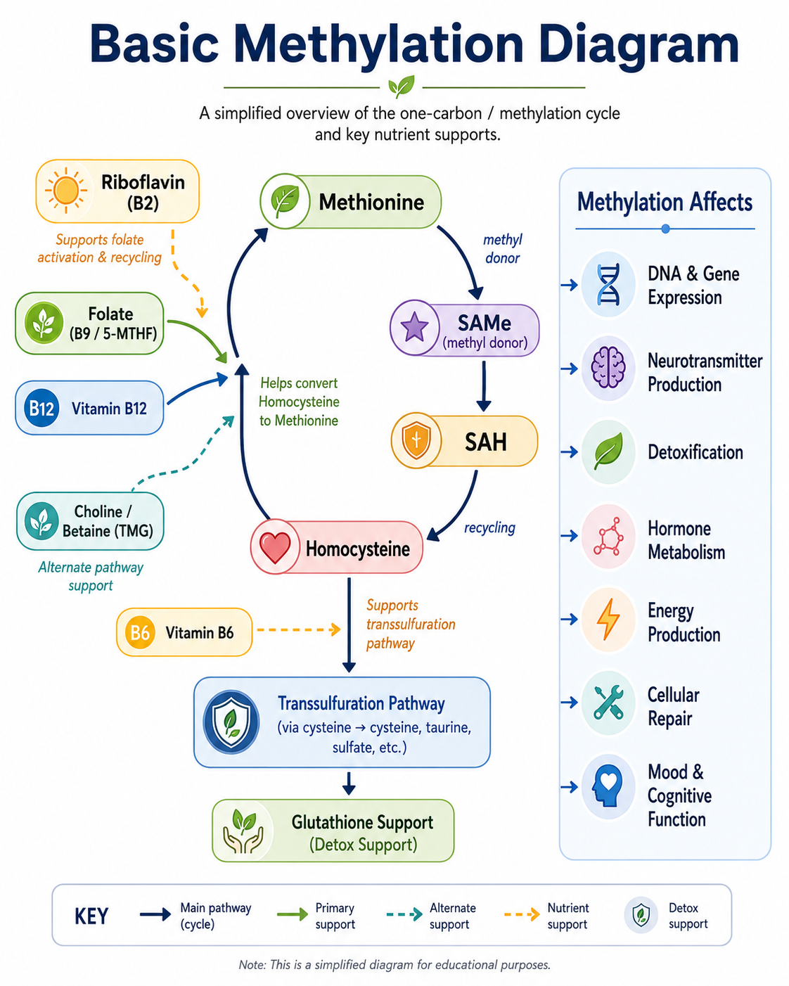 Basic Methylation Diagram - one-carbon cycle and key nutrient supports